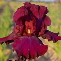 Iris veľkokvetý Bordo