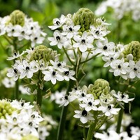 Bledavka Arabicum