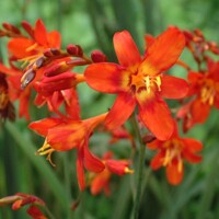 Crocosmia Babylon - 5 ks v balení