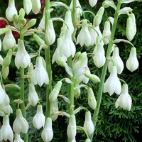 Galtonia Candicans
