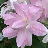 Lalia plná Lotus Breeze