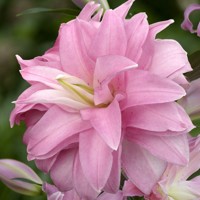 Lalia Roselily Lotus Spring