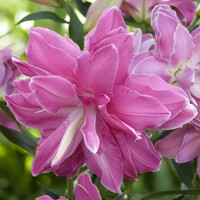 Lalia plná Lotus Wonder