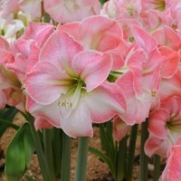 Amaryllis Pink Blossom
