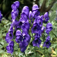 Aconitum Blue