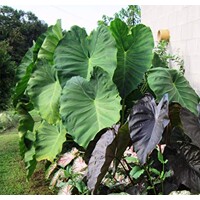 Colocasia Esculenta
