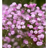 Gypsophila ružová