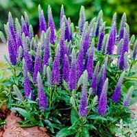 Veronica Lancita Blue