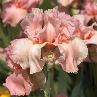 Iris veľkokvetý Rose