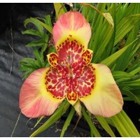 Tigridia Canariensis - 10 ks v balení