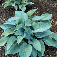 Hosta Halcyon