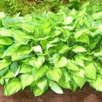 Hosta Albopicta