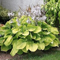 Hosta August Moon