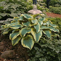 Hosta Aureomarginata