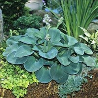 Hosta Blue Mouse Ears