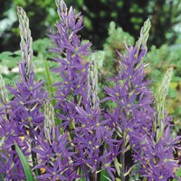 Camassia Caerulea 1ks