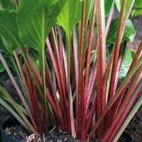 Hosta Red Stepper