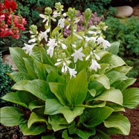 Hosta Royal Standard