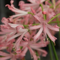 Nerine Vesta