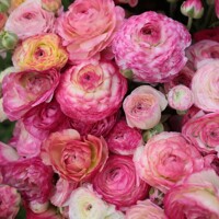 Iskerník Picotee Pink - 5 ks v balení