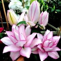 Lalia plná Roselily Anouska