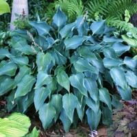 Hosta Blue Angel