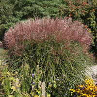 Okrasná tráva Ferner Osten