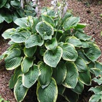 Hosta Christmas Tree