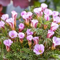 Oxalis Versicolor Autumn Pink 1ks