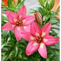 Lalia nízka Rozalyn