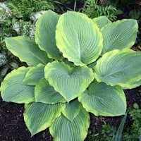 Hosta Eclipse