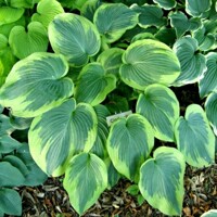 Hosta Cinderella