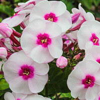 Flox Younique Trendy