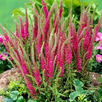 Veronica Red Fox