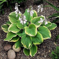 Hosta Fragrant Dream