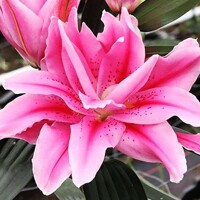 Lalia plná Roselily Natascha