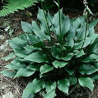 Hosta Lakeside Stormwatch