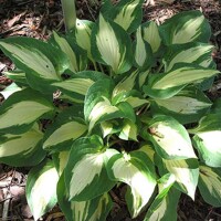 Hosta Xanadu