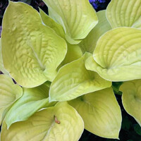 Hosta Fourteen Carats