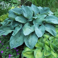 Hosta Millenium