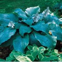 Hosta Blue Mammoth