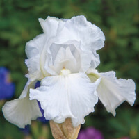 Iris veľkokvetý White