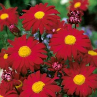 Leucanthemum Robinsons Red