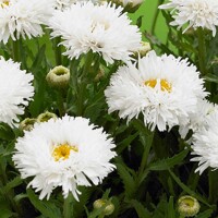 Leucanthemum Laspider