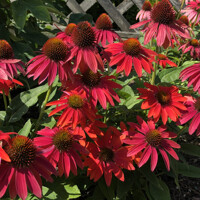 Echinacea Lakota Red