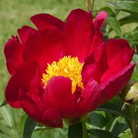 Pivonky Scarlett OHara