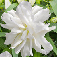 Lalia plná Lotus Ice