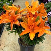 Lalia nízka Joy Lava