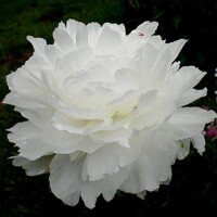 Pivonky Supreme White