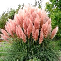 Tráva pampová Cortaderia Rose